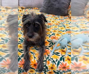 Mutt Dogs for adoption in San Diego, CA, USA