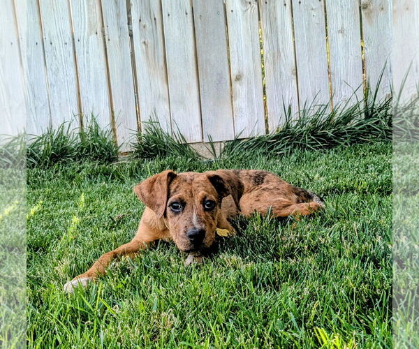Medium Photo #11 Plott Hound-Unknown Mix Puppy For Sale in Sandy, UT, USA