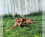 Small #10 Plott Hound Mix