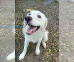 Small #1 Great Pyrenees