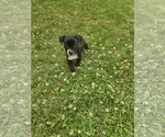 Small #3 Labrador Retriever Mix