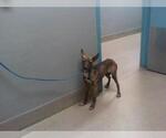 Small American Pit Bull Terrier Mix