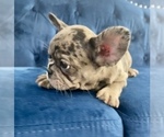 Small Photo #30 French Bulldog Puppy For Sale in LAS VEGAS, NV, USA