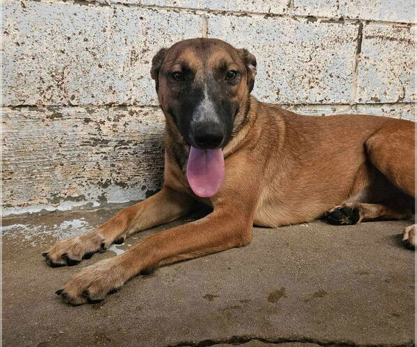 Medium Photo #2 German Shepherd Dog-Unknown Mix Puppy For Sale in El Centro, CA, USA