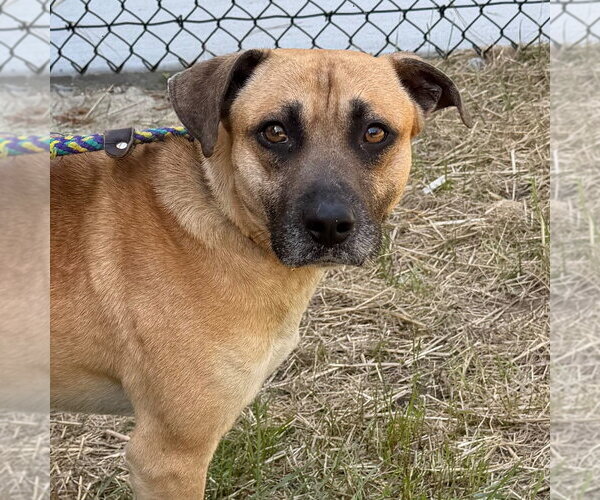 Medium Photo #1 Mutt Puppy For Sale in Tarboro, NC, USA