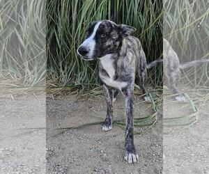 Jonathan - Male Border Collie-Siberian Husky Mix Dog for Adoption - Photo #3