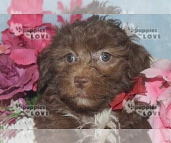 Medium Photo #8 Aussiedoodle Puppy For Sale in SANGER, TX, USA