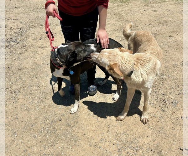 Medium Photo #10 Golden Retriever-Unknown Mix Puppy For Sale in Minneapolis, MN, USA