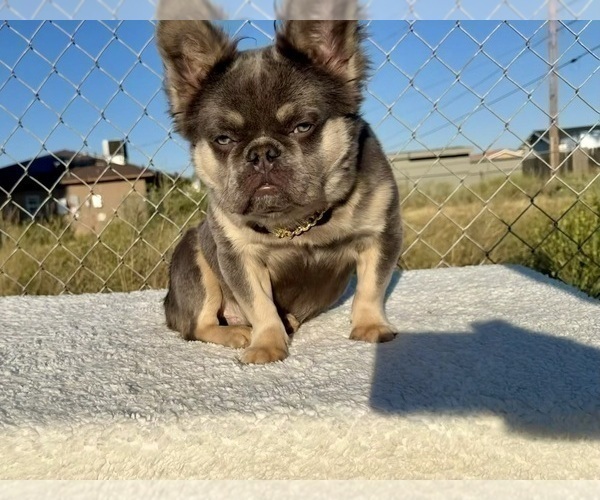 Medium Photo #6 French Bulldog Puppy For Sale in PHOENIX, AZ, USA