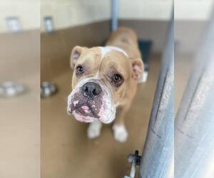 Bulldog Dogs for adoption in Chula Vista, CA, USA