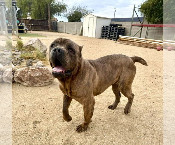 Medium Photo #4 Mutt Puppy For Sale in Goodyear, AZ, USA