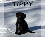 Image preview for Ad Listing. Nickname: Tippy