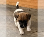 Puppy 2 Jack Russell Terrier