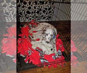 Dalmatian Puppy for sale in BEECH GROVE, IN, USA