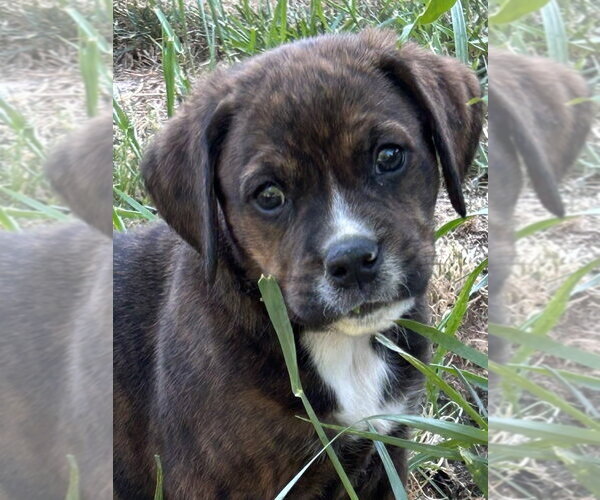 Medium Photo #2 Mutt Puppy For Sale in Mooresville, NC, USA