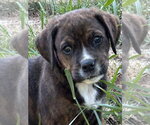Small #1 Mutt
