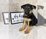 Small #5 German Shepherd Dog