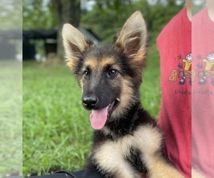 German Shepherd Dog Puppy for sale in MOUNT AIRY, GA, USA