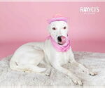 Small #5 Labrador Retriever Mix