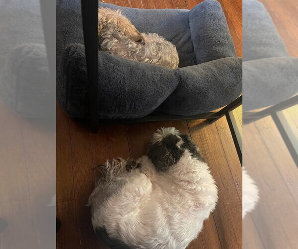 Medium Photo #2 Shih Tzu Puppy For Sale in Caldwell, NJ, USA