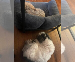 Miley and Oreo - Female Shih Tzu Dog for Adoption - Photo #2