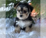 Small #3 Morkie