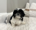 Small Photo #2 Shih Tzu Puppy For Sale in ELMHURST, IL, USA
