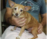 Small #2 Chihuahua Mix