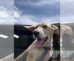 Small #5 Carolina Dog-Whippet Mix
