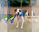 Small American Staffordshire Terrier Mix