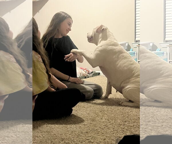 Medium Photo #6 American Staffordshire Terrier-Bullmastiff Mix Puppy For Sale in Holly Springs, NC, USA