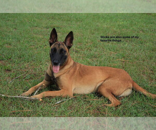 Medium Photo #3 Mutt Puppy For Sale in Stevens Point, WI, USA