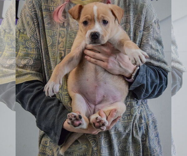 Medium Photo #4 American Staffordshire Terrier-Boxer Mix Puppy For Sale in Huntley, IL, USA