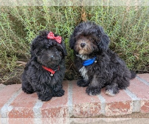 Maltese-Poodle (Toy) Mix Puppy for Sale in TEMECULA, California USA