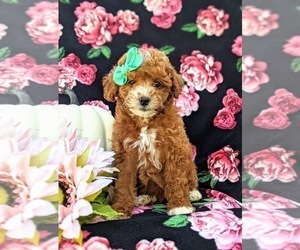 Cavapoo-Poodle (Miniature) Mix Puppy for sale in COCHRANVILLE, PA, USA