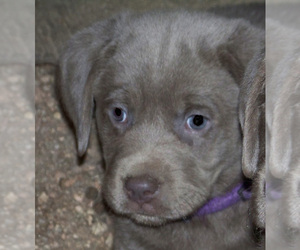 Labrador Retriever Puppy for sale in LITTLETON, CO, USA