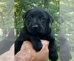 Puppy Daisy Belgian Malinois