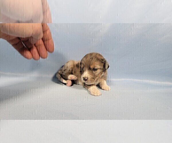 Medium Photo #6 Bernedoodle (Miniature) Puppy For Sale in BLACK FOREST, CO, USA