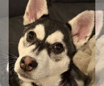 Small #7 Siberian Husky Mix