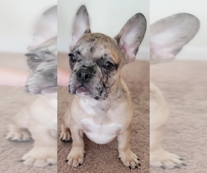 French Bulldog Puppy for sale in TAMPA, FL, USA