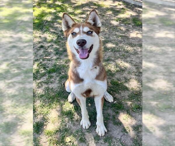 Medium Photo #1 Siberian Husky Puppy For Sale in Riverside, CA, USA