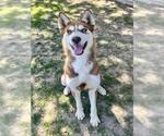 Small Siberian Husky