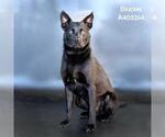 Small #1 Labrador Retriever Mix
