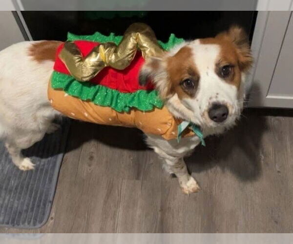 Medium Photo #4 Brittany-Unknown Mix Puppy For Sale in Alexander, AR, USA