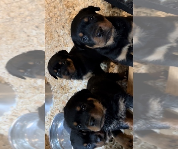 Full screen Photo #1 Rottweiler Puppy For Sale in WALLINGFORD, CT, USA