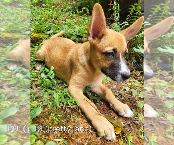 Medium Photo #7 Mutt Puppy For Sale in Ellijay, GA, USA