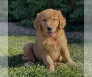 Golden Retriever Puppy for sale in GORDONVILLE, PA, USA