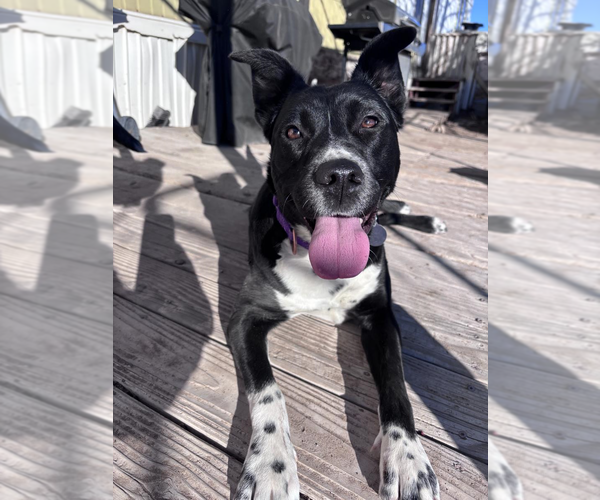 Medium Photo #7 Border Kelpie Puppy For Sale in Incline Village, NV, USA