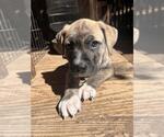 Small American Staffordshire Terrier Mix