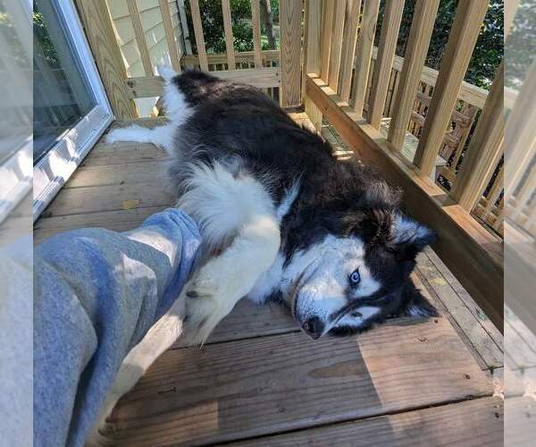 Medium Photo #3 Siberian Husky-Unknown Mix Puppy For Sale in Holly Springs, NC, USA